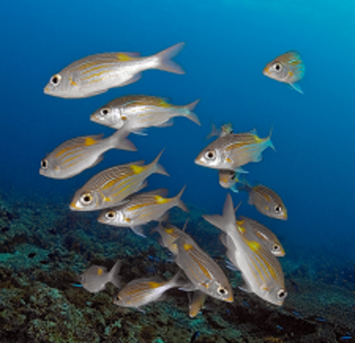 Aqua Feed Supplements for Fish Health | Varah Vet