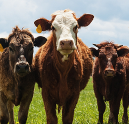 Cattle Health Supplements Online | Varah Vet