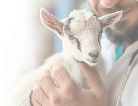 Varah Vet Livestock Health Solutions
