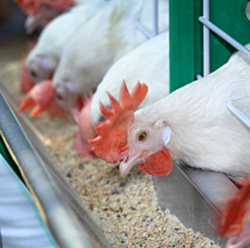 Poultry Feed Supplements and Medicines | Varah Vet